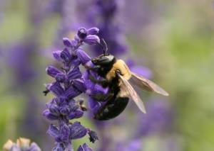 Carpenter bees Image: en.wikipedia.org